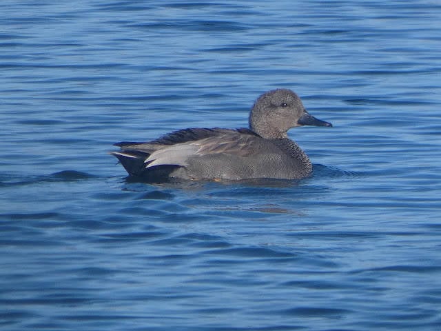 Ánade friso (Mareca strepera)