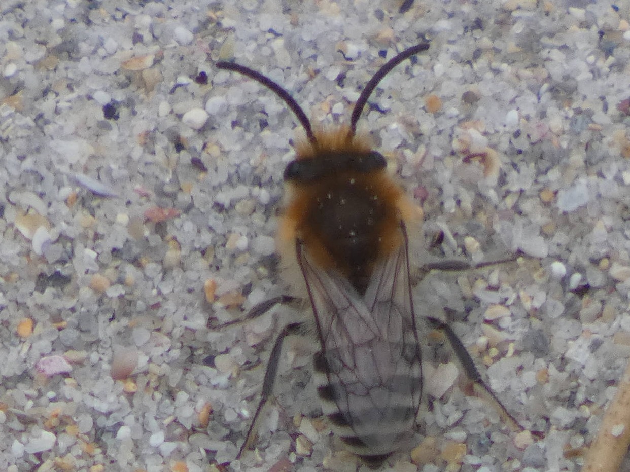 Colletes sp