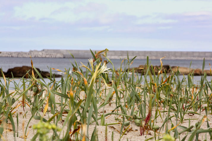 Pancratium maritimum