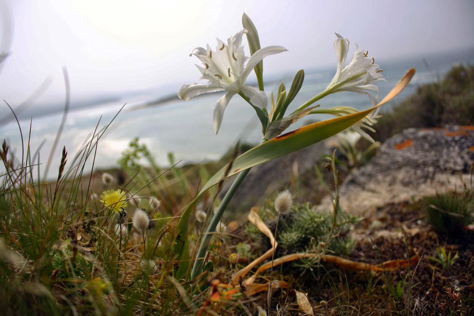 Pancratium maritimum