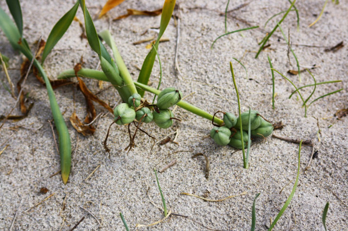 Pancratium maritimum