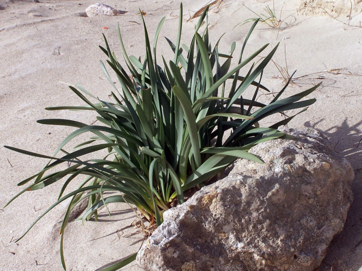 Pancratium maritimum