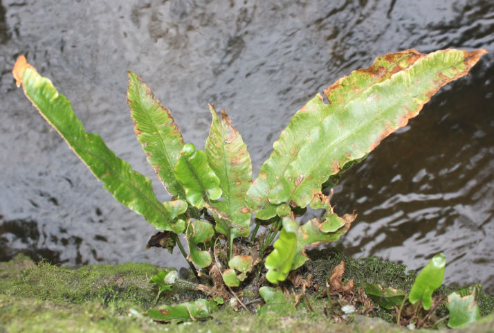 Phyllitis scolopendrium