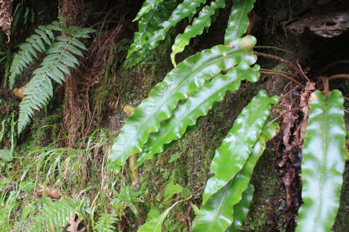 Phyllitis scolopendrium