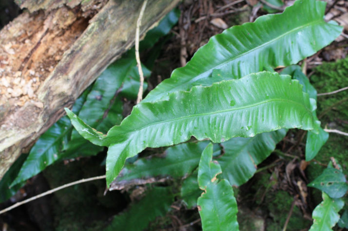 Phyllitis scolopendrium