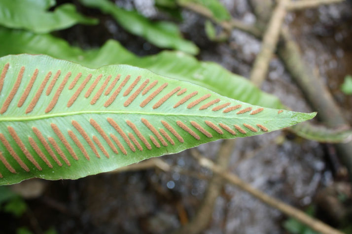 Phyllitis scolopendrium