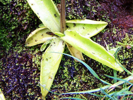 Pingüicula grandiflora