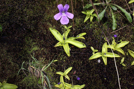 Pingüicula grandiflora