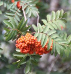 Sorbus aucuparia-Serbal