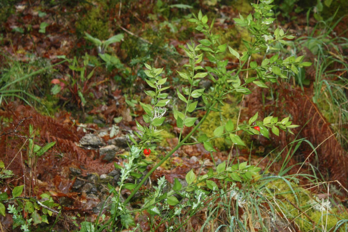 Ruscus aculeatus