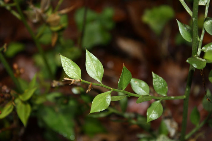 Ruscus aculeatus