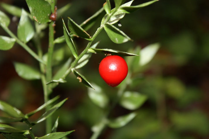 Ruscus aculeatus