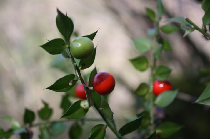 Ruscus aculeatus