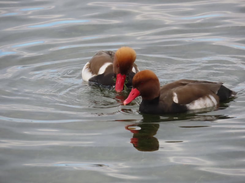 Pato colorado (Netta rufina)