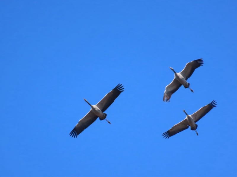Grulla común (Grus grus)