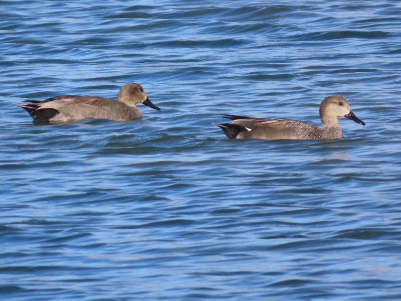 Ánade friso (Mareca Strepera)