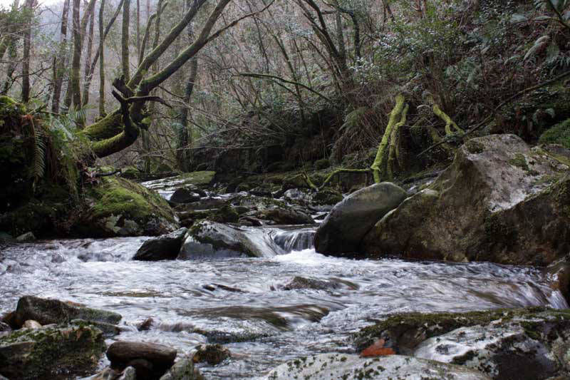 Camiño da Ventureira (Fragas do Eume)