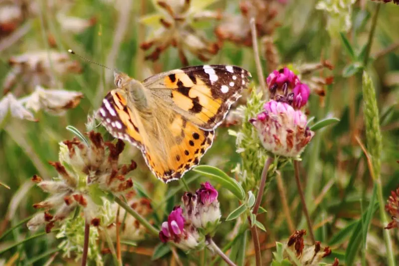 El método científico y el largo viaje de la cardera