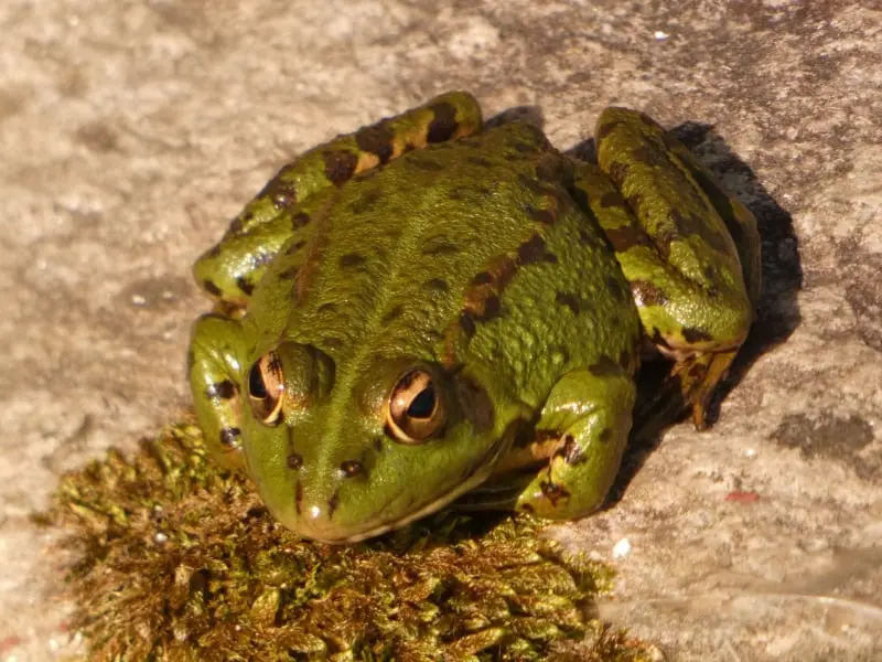 Rana común (Pelophylax perezi)