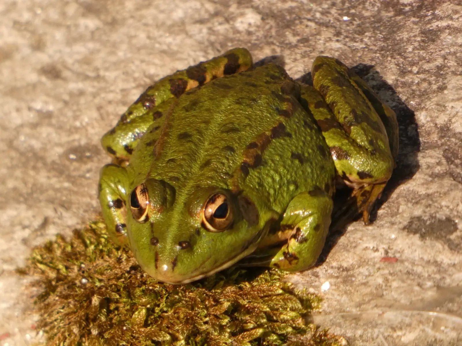 Rana común (Pelophylax perezi)