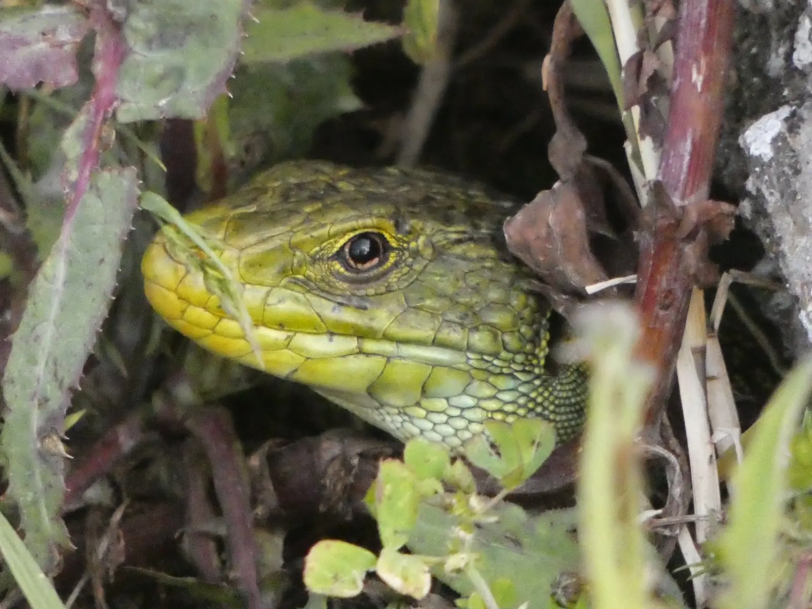 Lagarto ocelado (Timon lepidus)