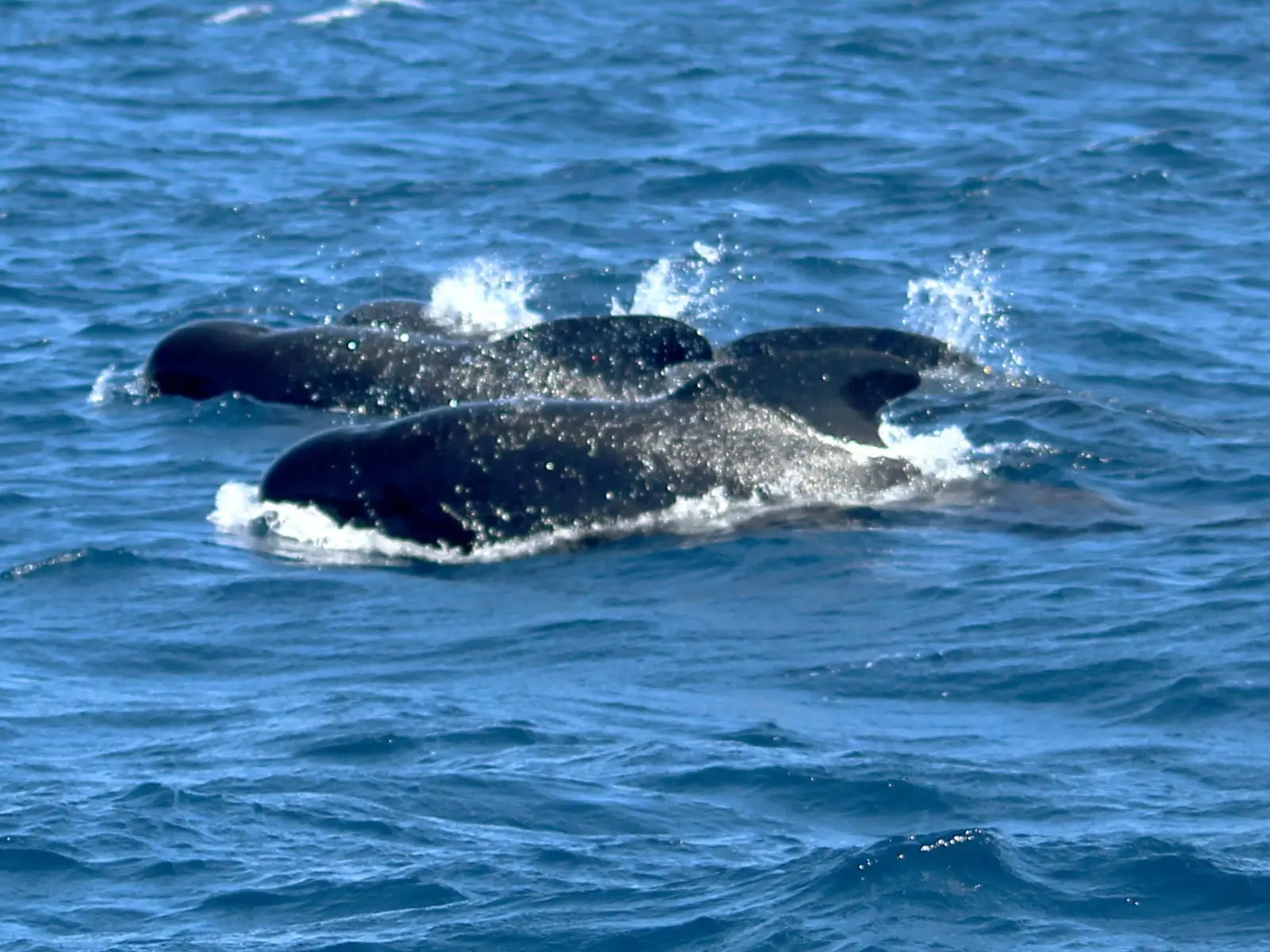 Delfín mular (Tursiops truncatus)