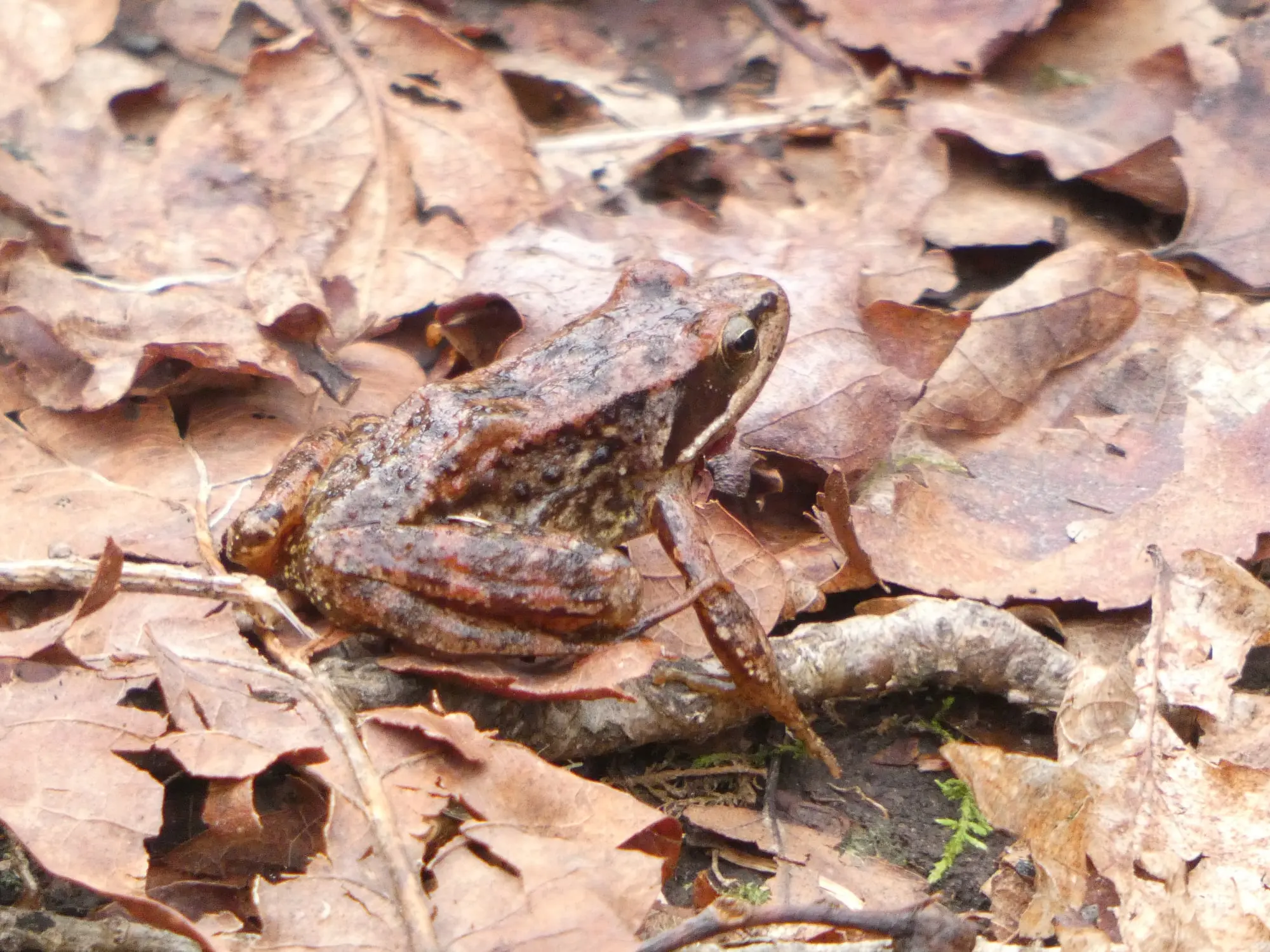Rana patilarga (Rana iberica)