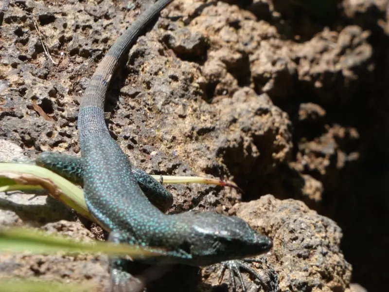 Lagartija de Madeira (Teira dugesii)