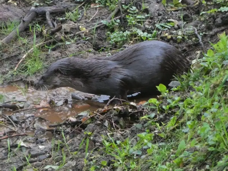 Nutria paleártica (Lutra lutra)