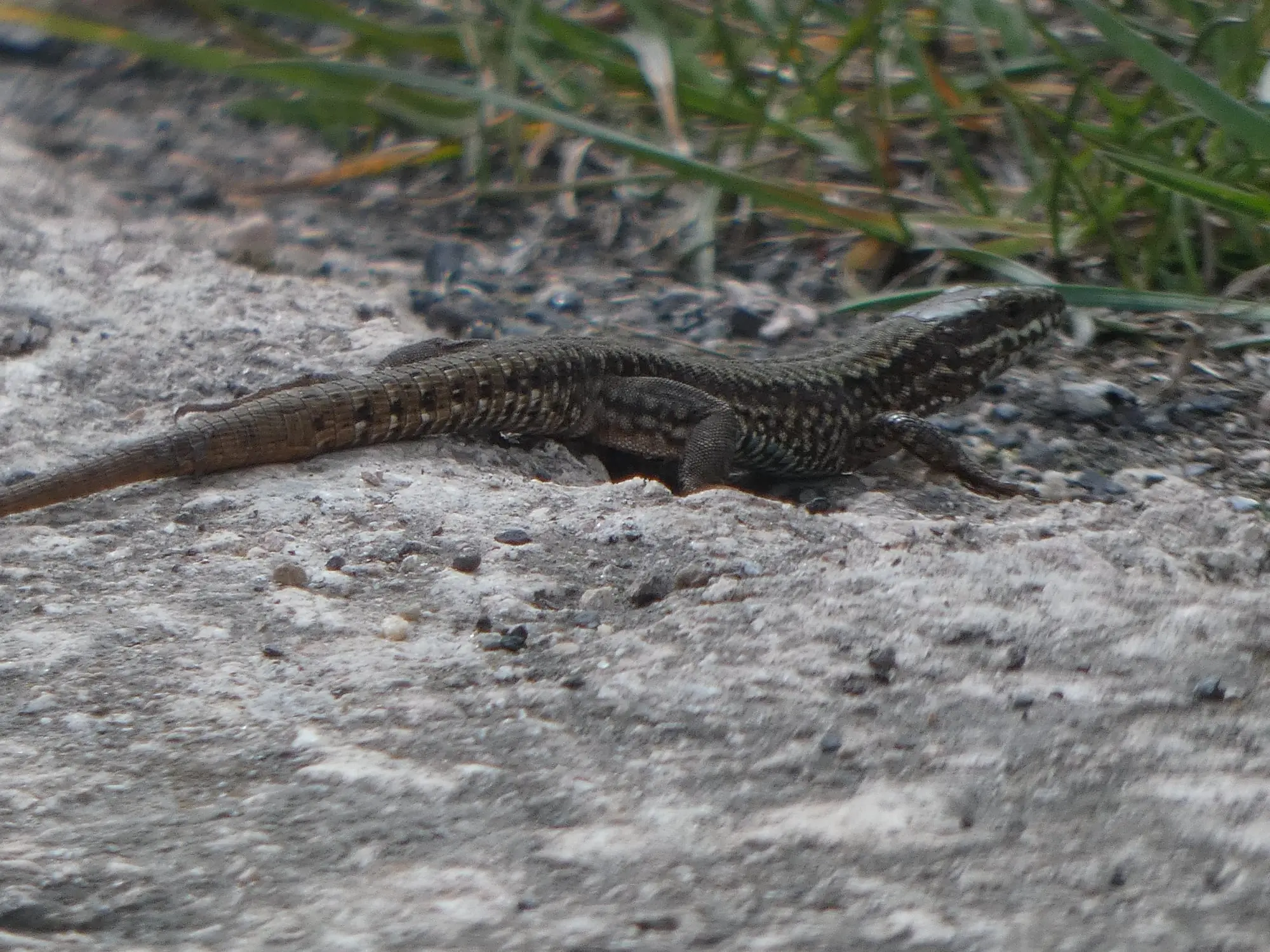 Lagartija roquera (Podarcis muralis)