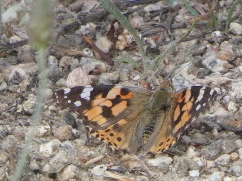 El método científico y el largo viaje de la cardera