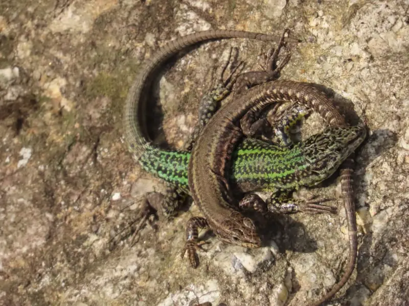 Lagartija de Bocage (Podarcis bocagei)