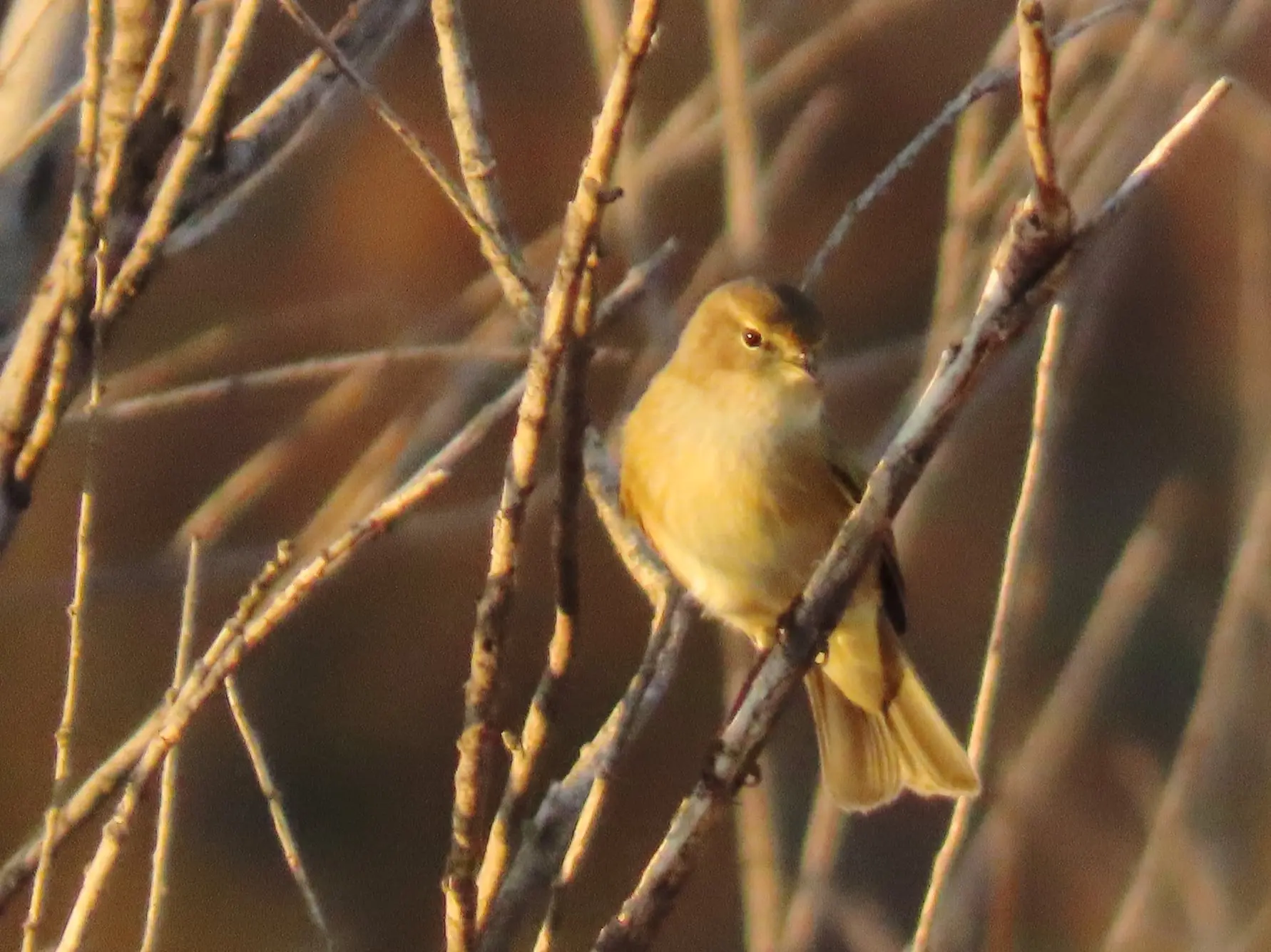 Lagunas de Alcázar de San Juan