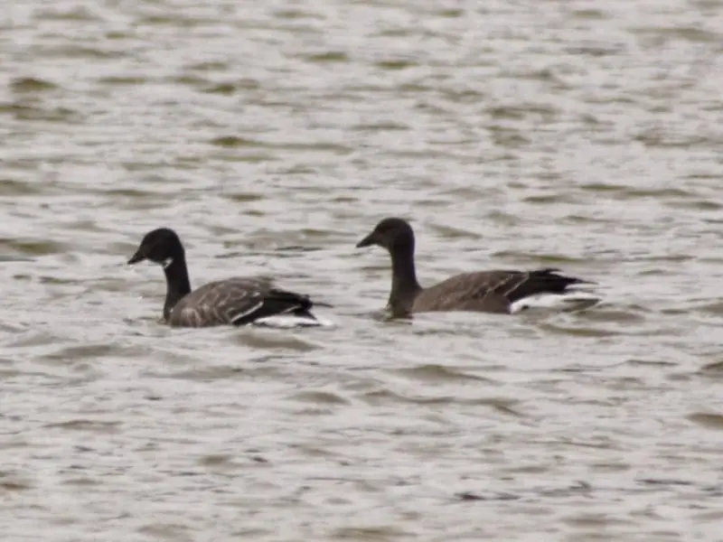 Barnacla carinegra (Branta bernicla)