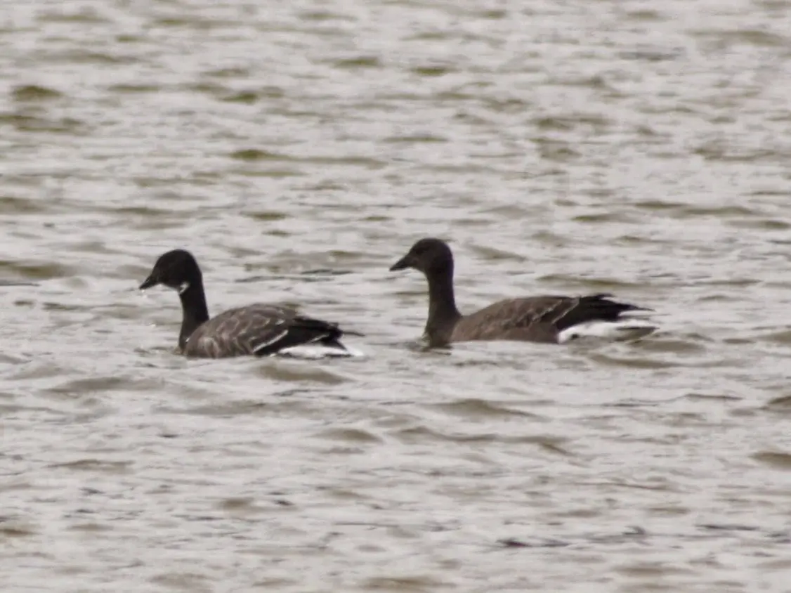 Barnacla carinegra (Branta bernicla)