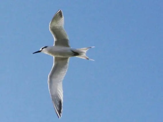 Charrán patinegro (Sterna sandvicensis)