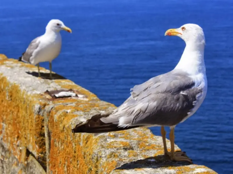 Gaviota patiamarilla (Larus michaellis)