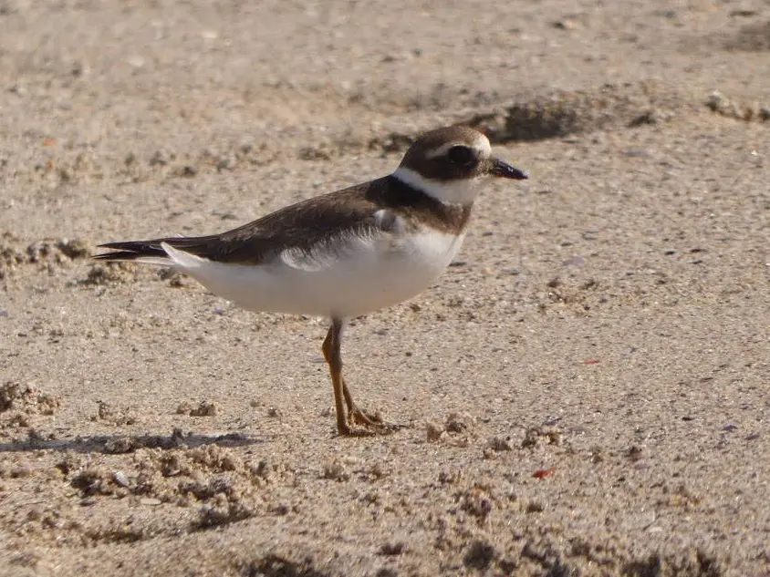 Chorlitejo patinegro (Charadrius alexandrinus)