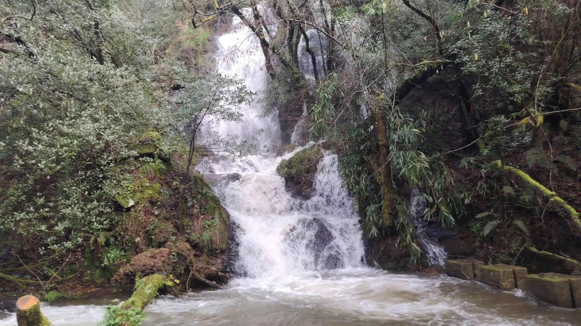 Trail A Camelia 2026