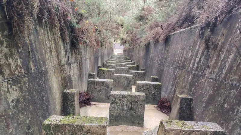 Trail A Camelia 2026