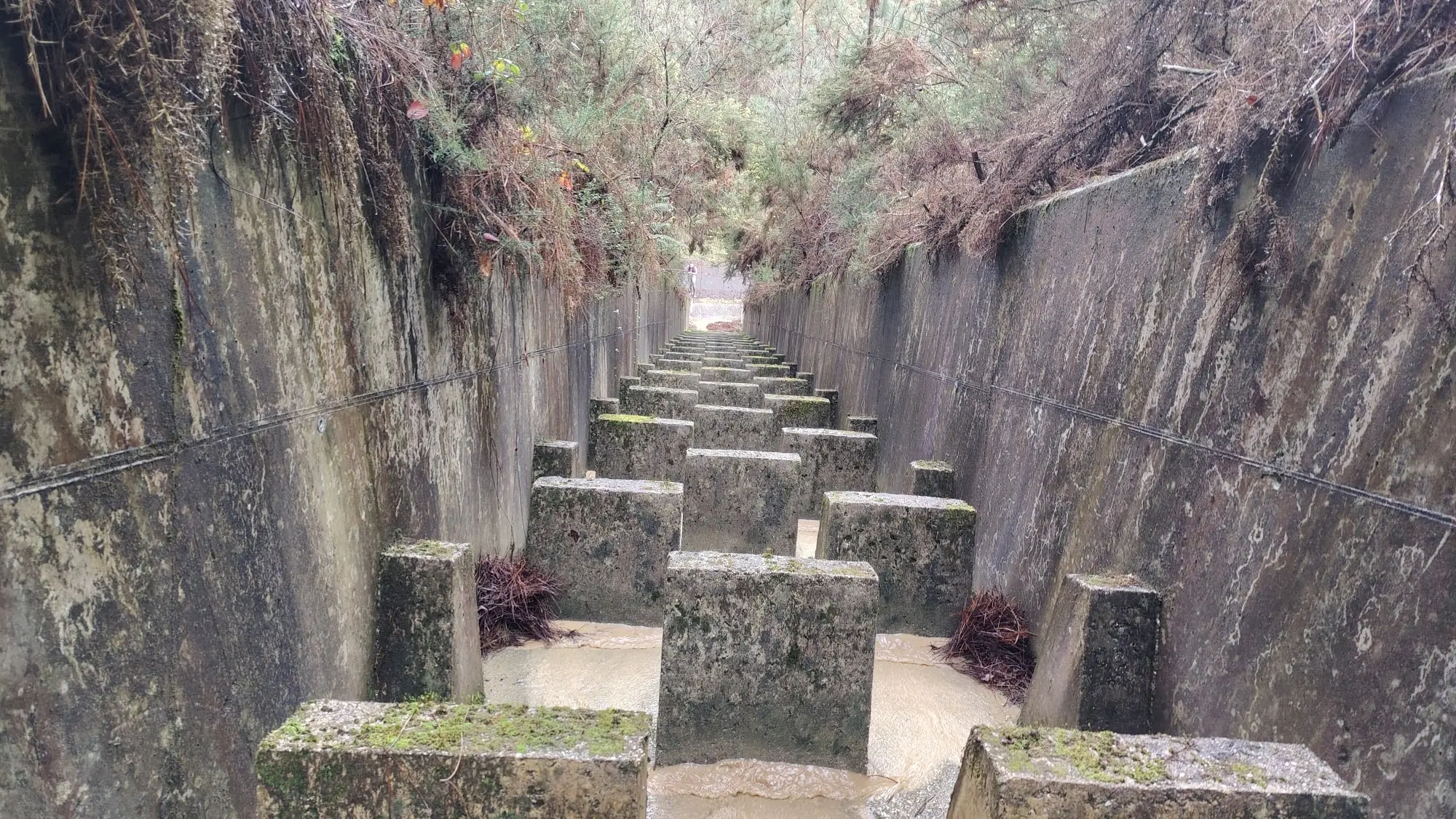 Trail A Camelia 2026