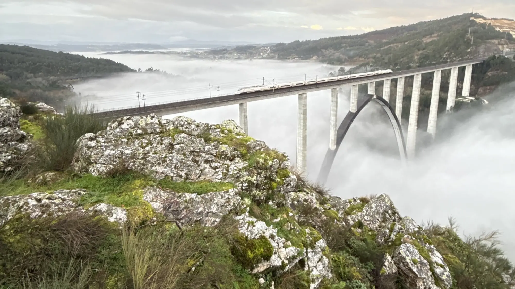 Trail A Camelia 2026