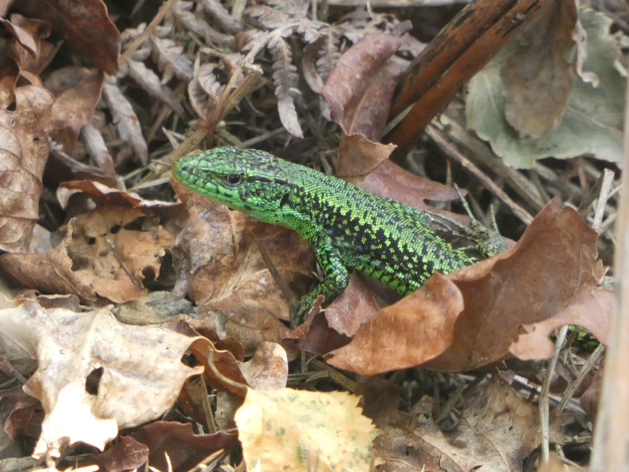 Lagartija serrana (Iberolacerta monticola)