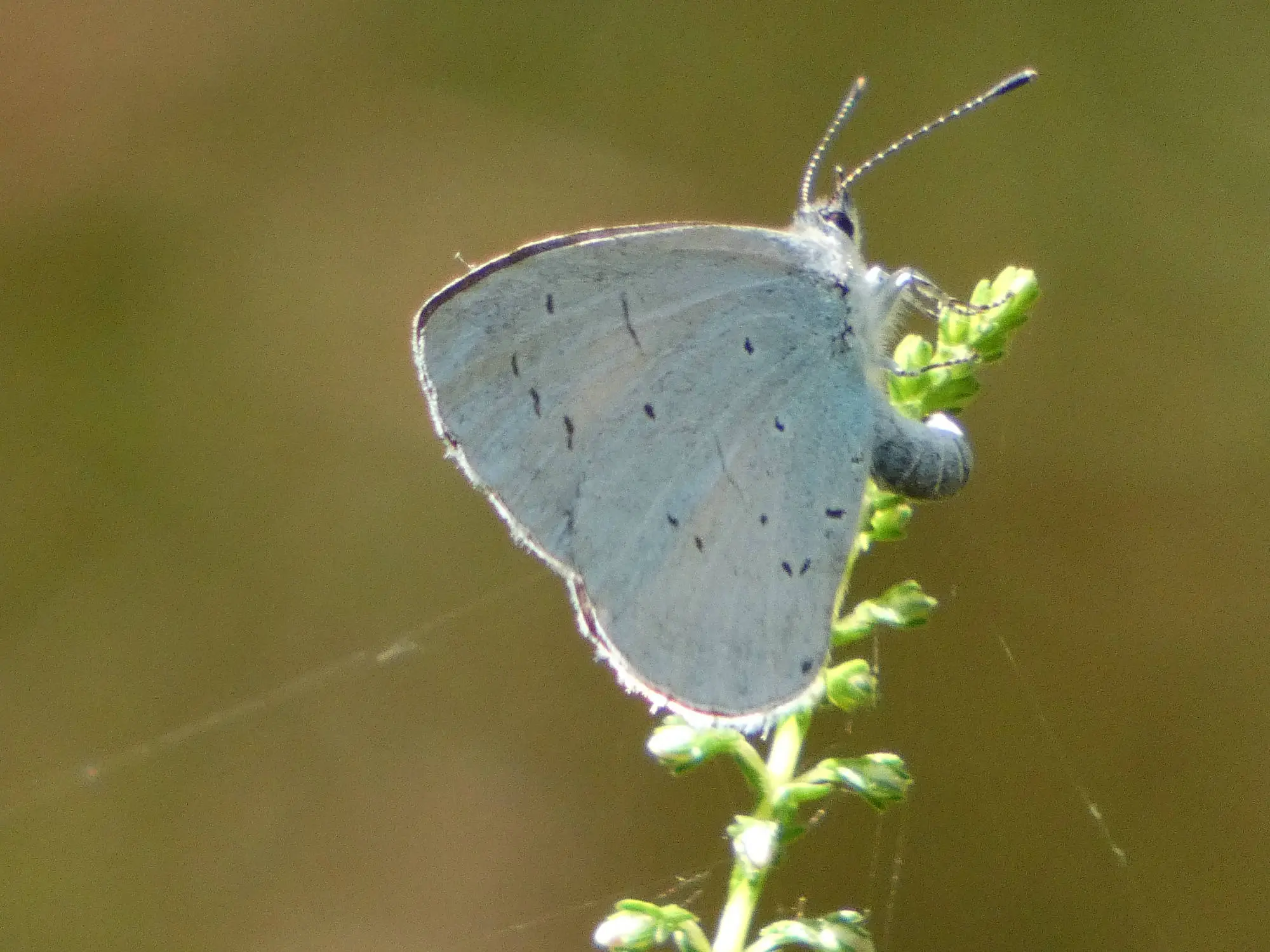 Celastrina argiolus