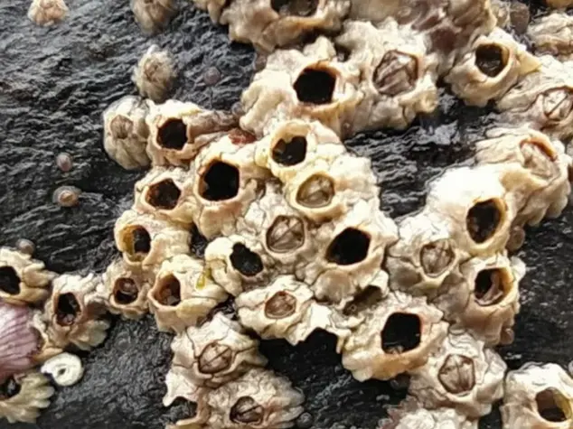 Intermareal en la Costa Doce