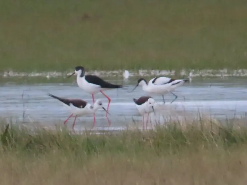 Avoceta (Recurvirostra avosetta) y Cigüeñuela común (Himantopus himantopus)