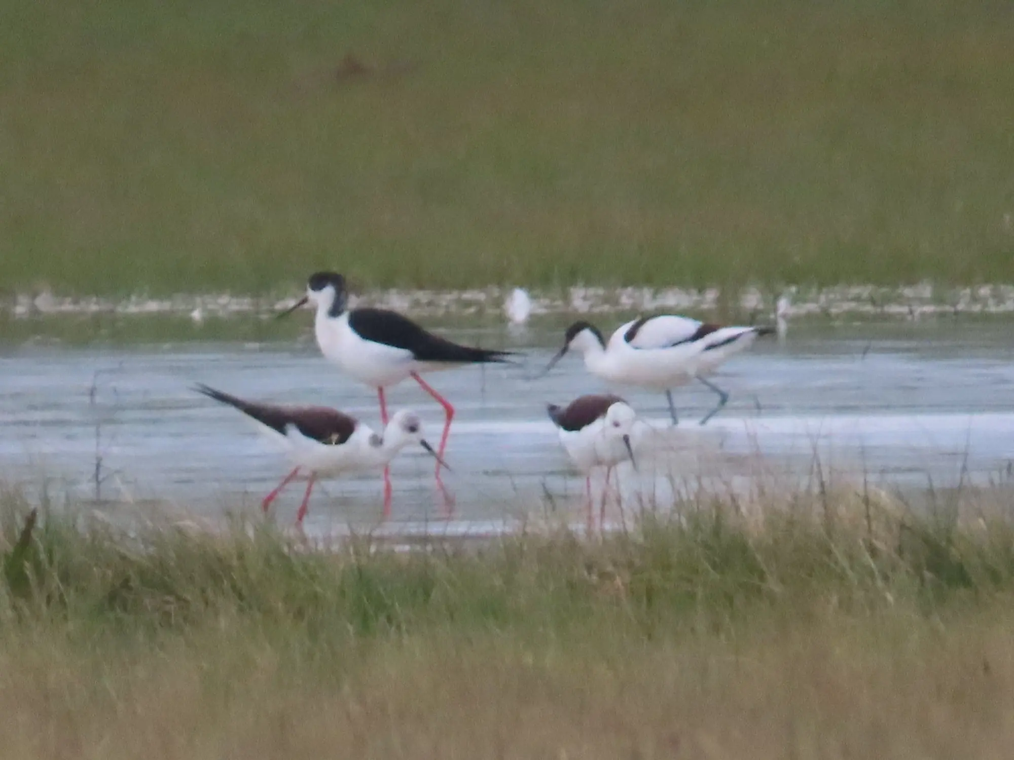 Avoceta (Recurvirostra avosetta) y Cigüeñuela común (Himantopus himantopus)