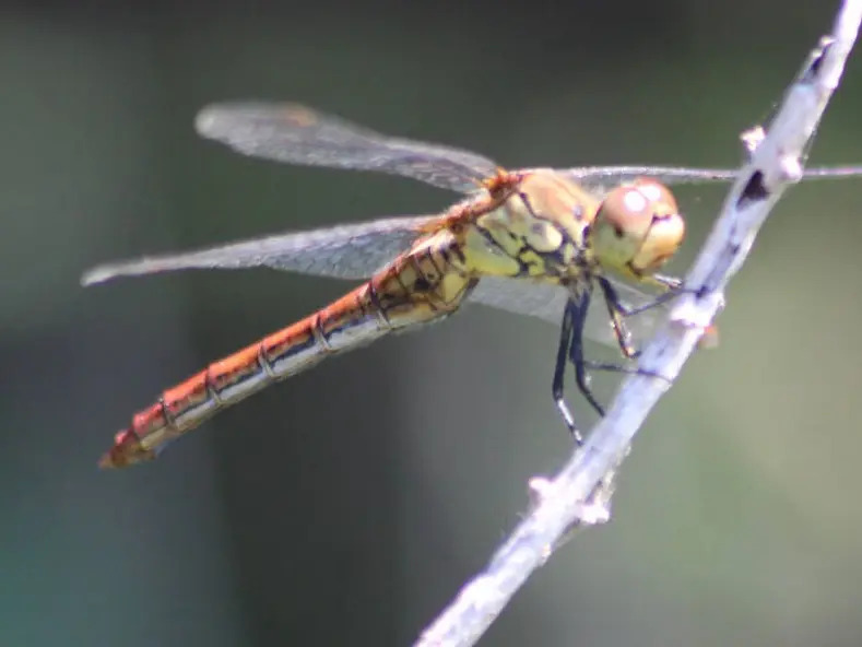 Sympetrum sanguineum