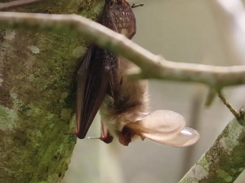 Murciélago orejudo (Plecotus auritus)