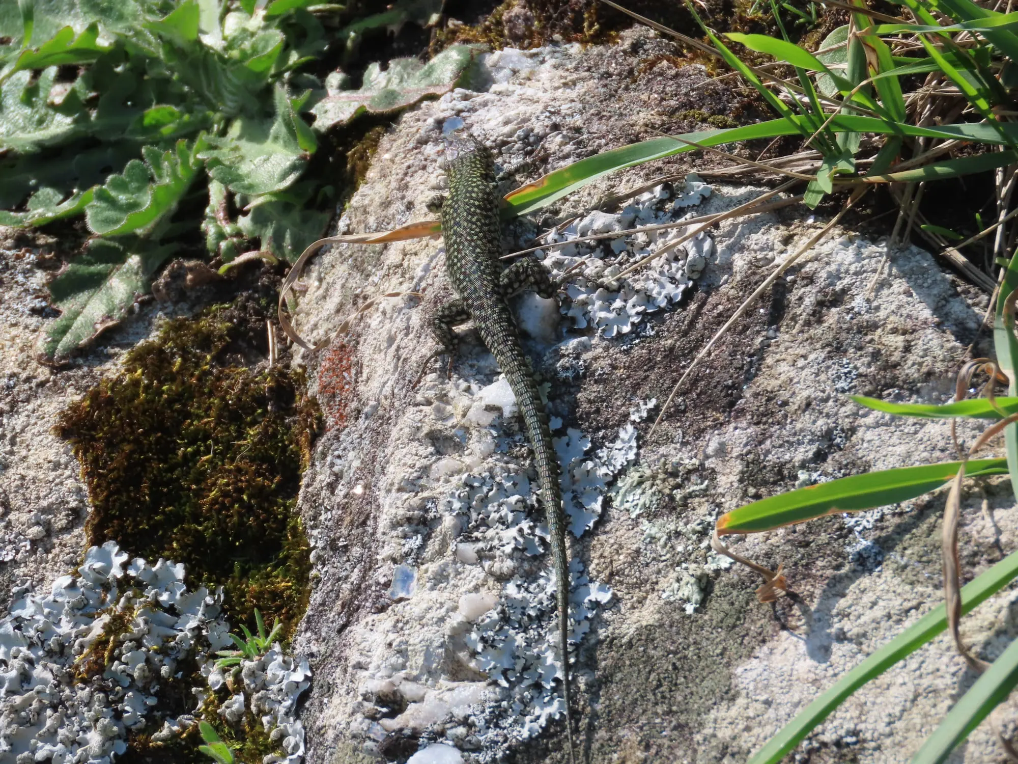 Lagartija lusitanica (Podarcis lusitanicus)